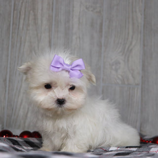 Gail - Available 12/17