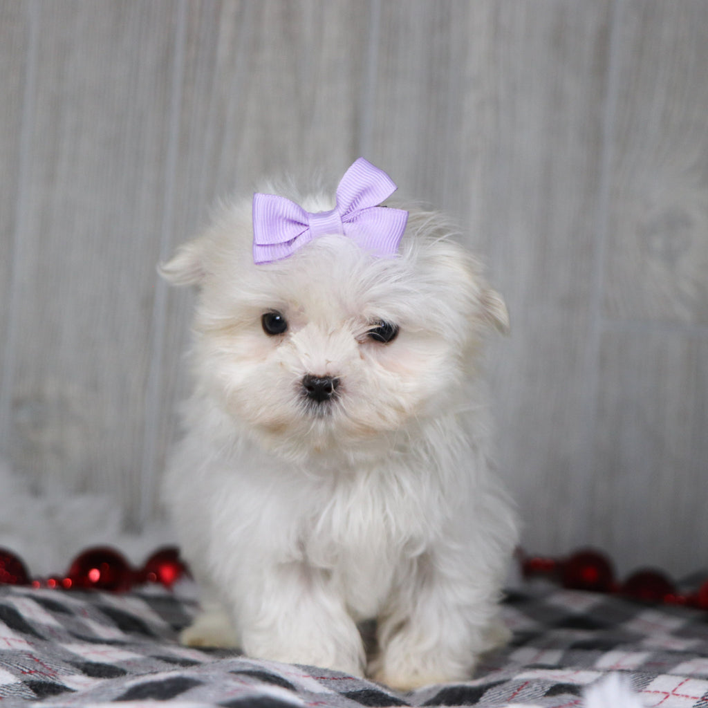 Gail - Available 12/17