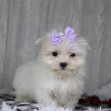 Gail - Available 12/17