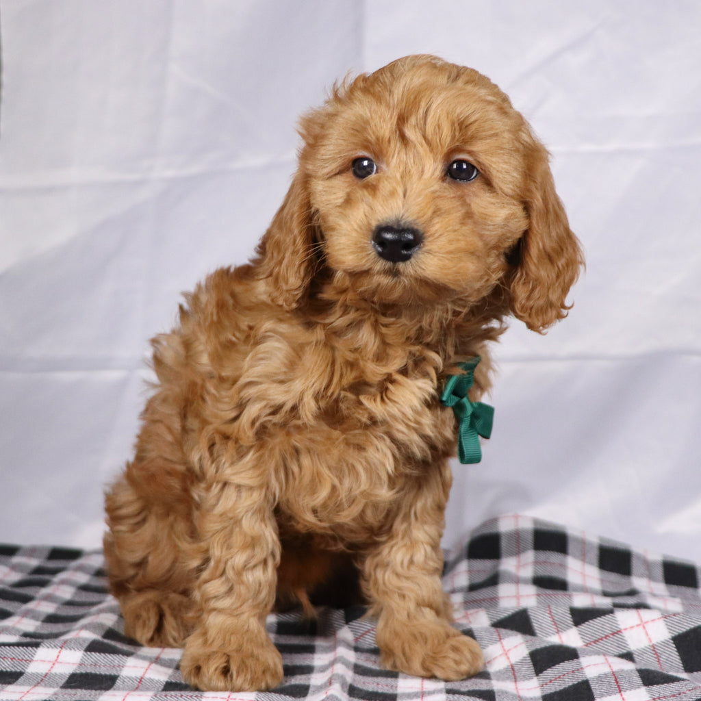 Gareth - Available 12/17