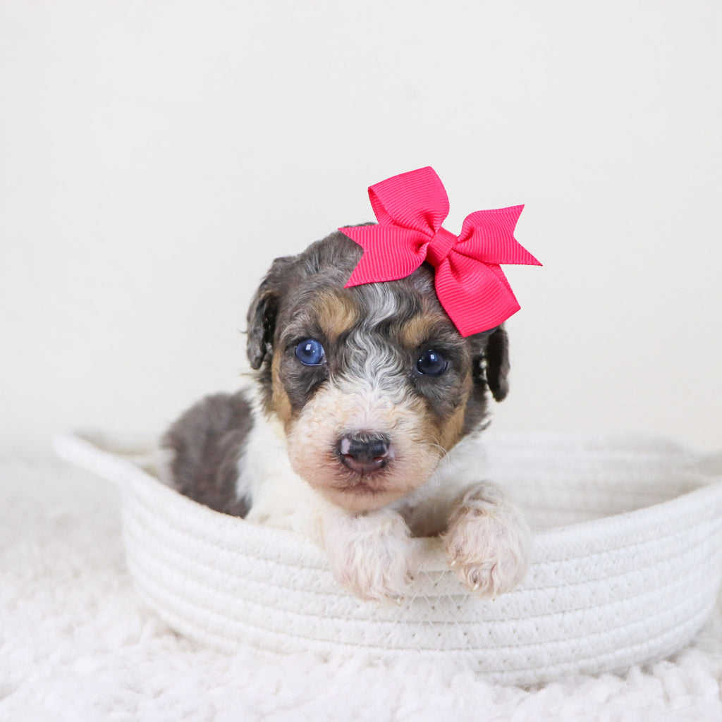 Georgia - Available 11/12