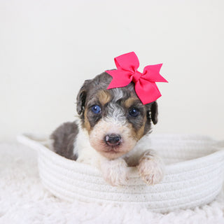 Georgia - Available 11/12