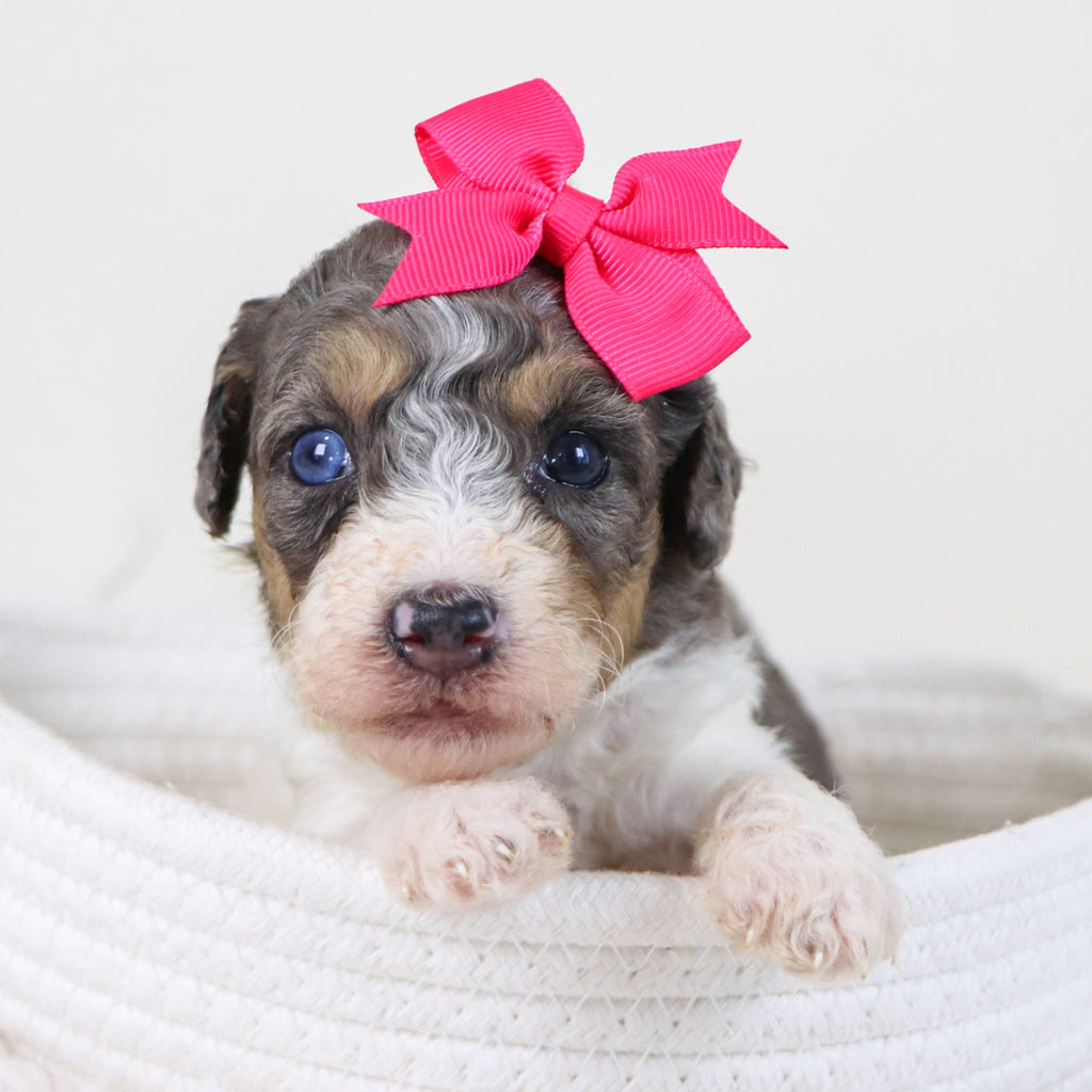 Georgia - Available 11/12