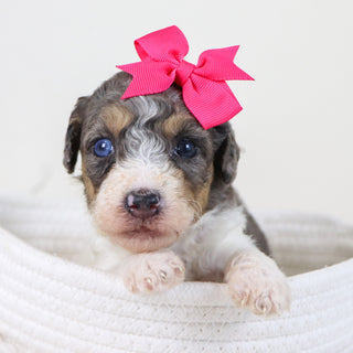 Georgia - Available 11/12