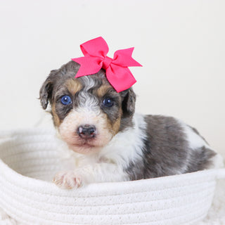 Georgia - Available Now