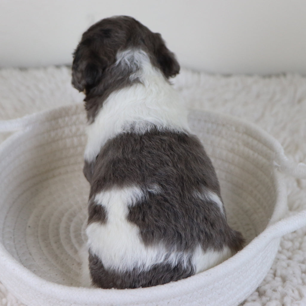 Georgia - Available 11/12