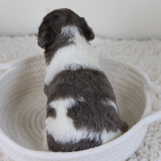 Georgia - Available Now