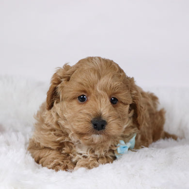 Gerald - Available 11/26