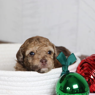 Gid - Available 1/28