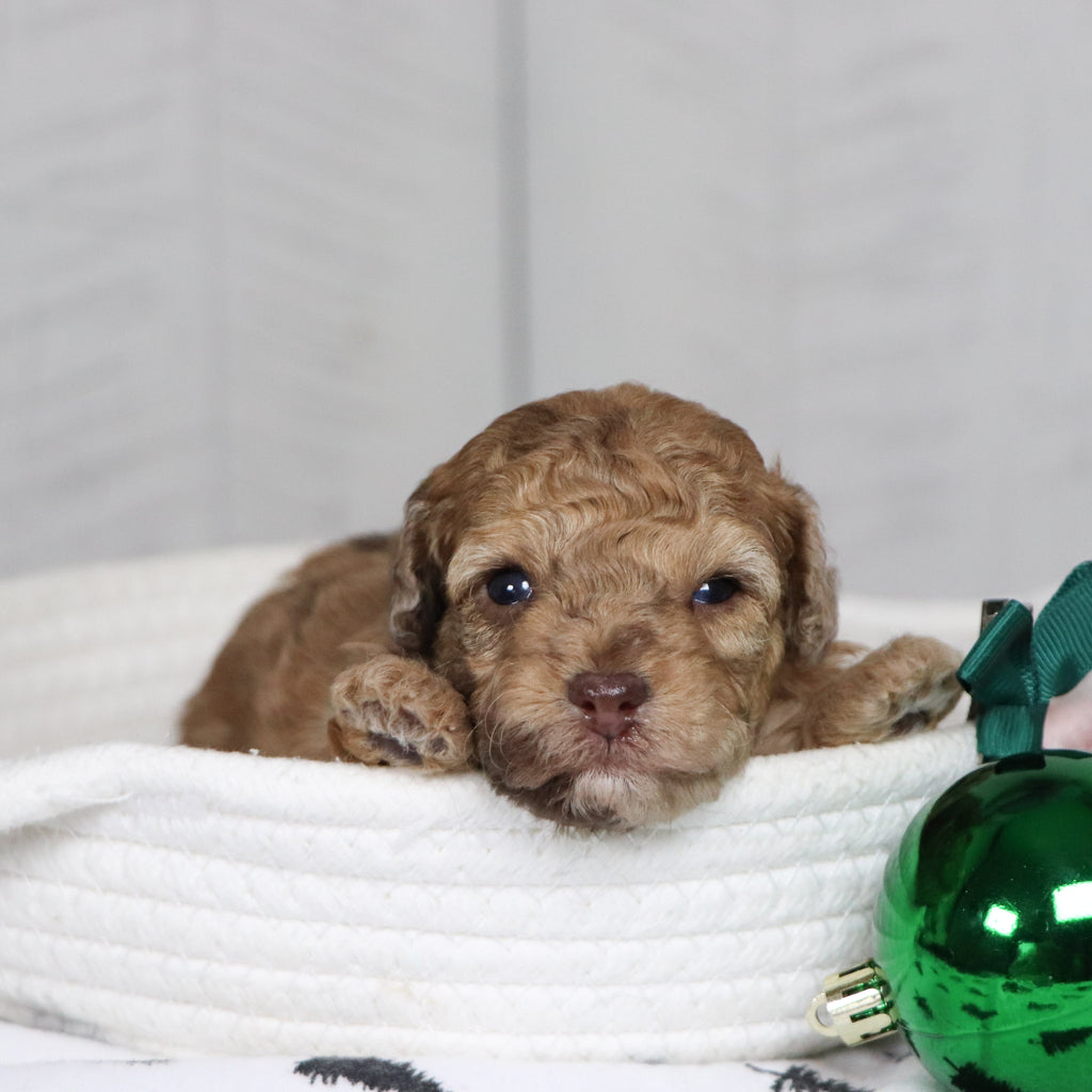 Gid - Available 1/28