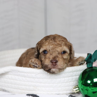 Gid - Available 1/28