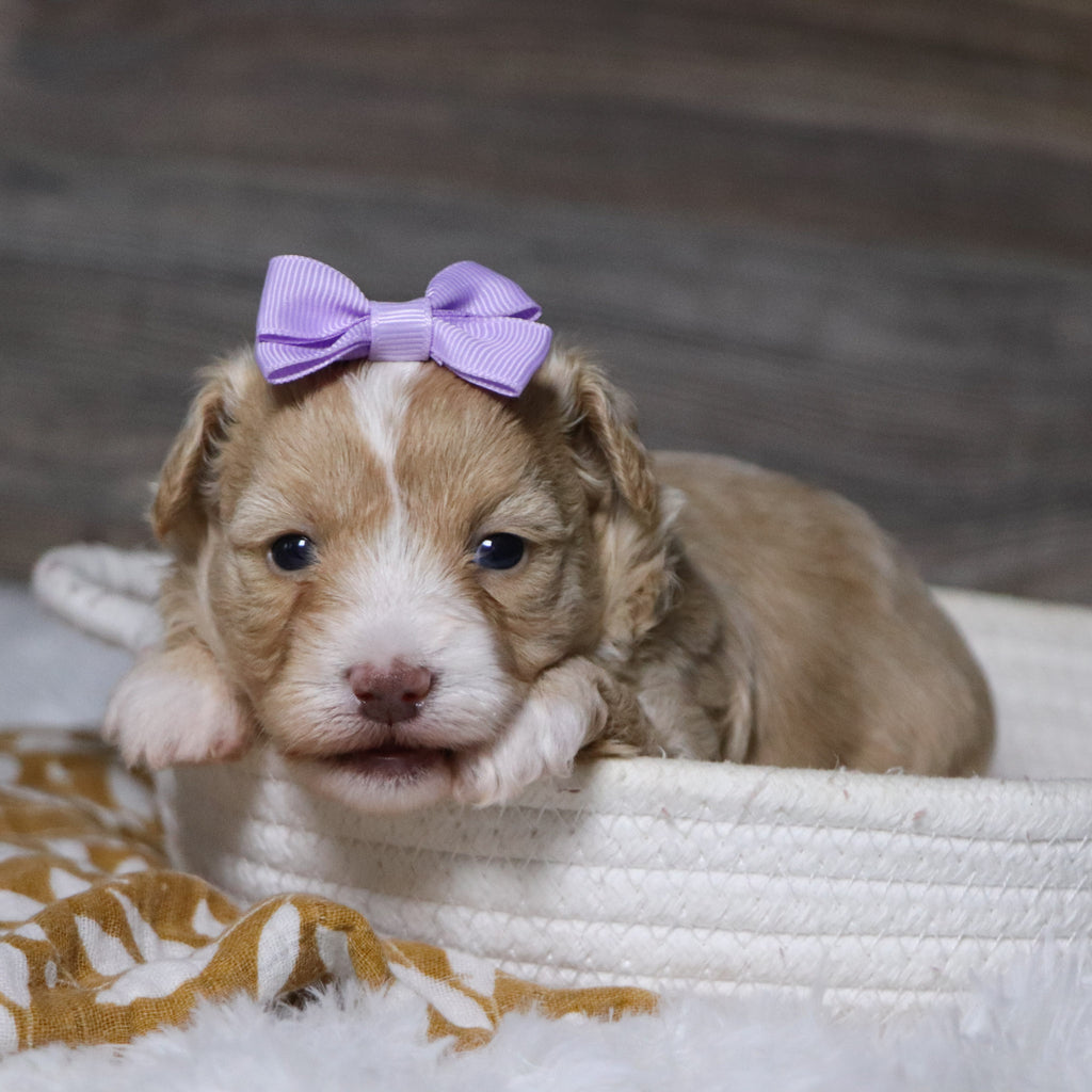 Gloria - Available 12/23