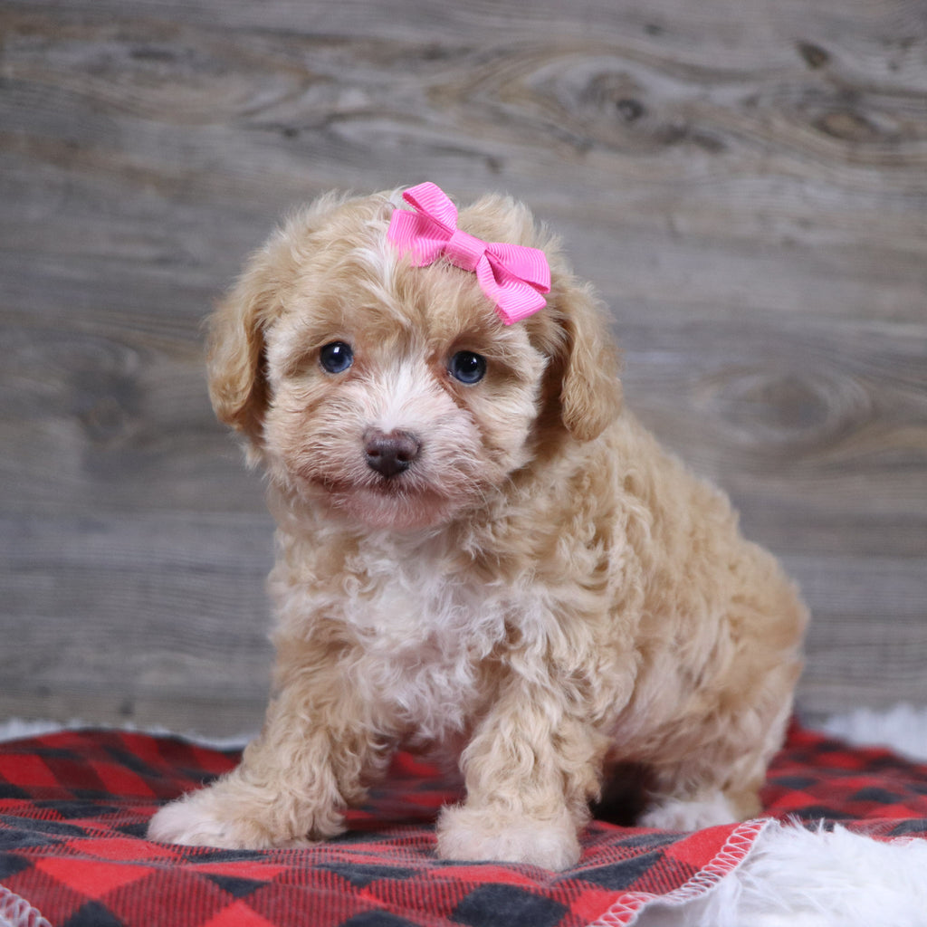 Gloria - Available 12/23