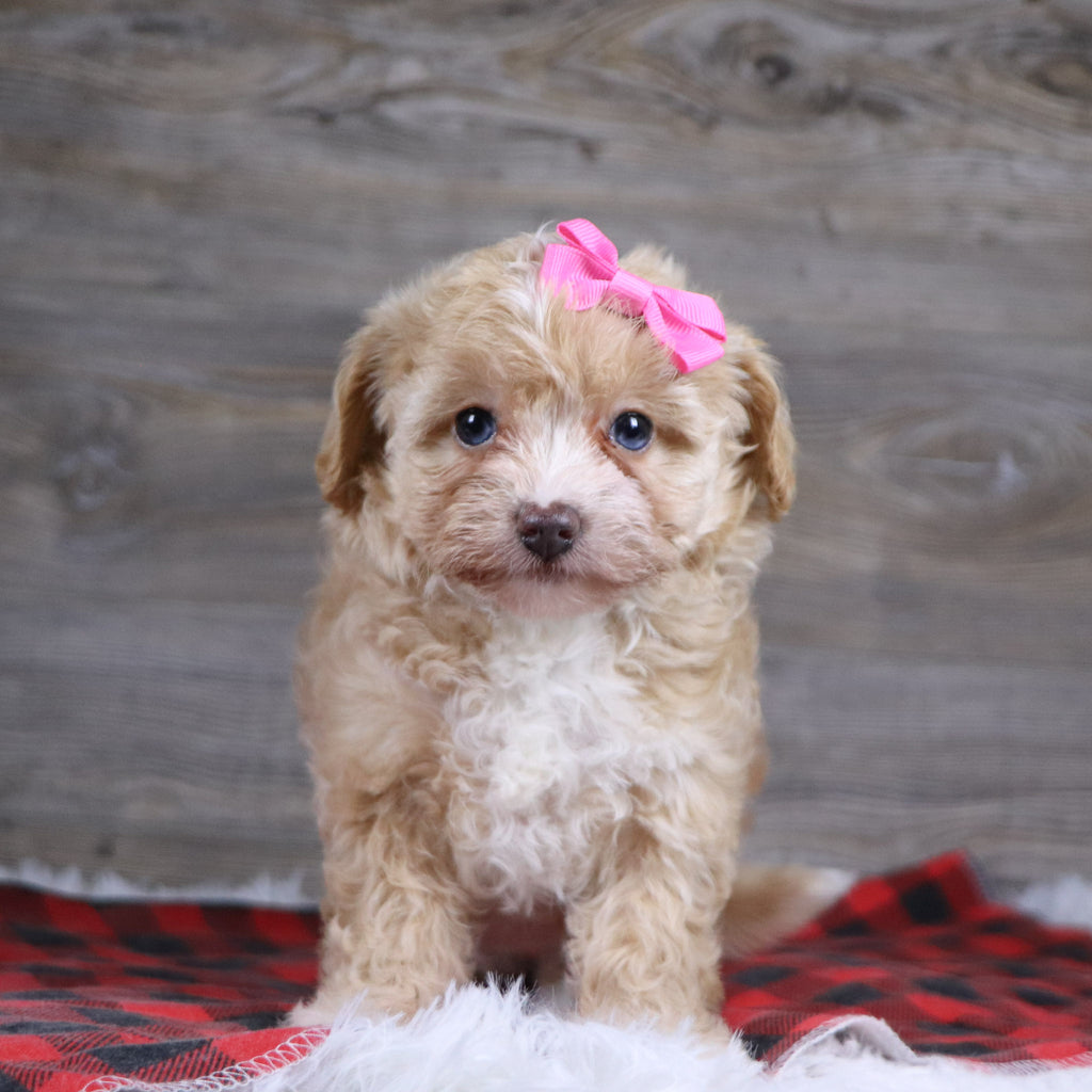 Gloria - Available 12/23