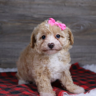 Gloria - Available 12/23