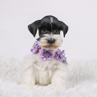Gracie - Available 11/5