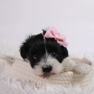 Gracie - Available Now