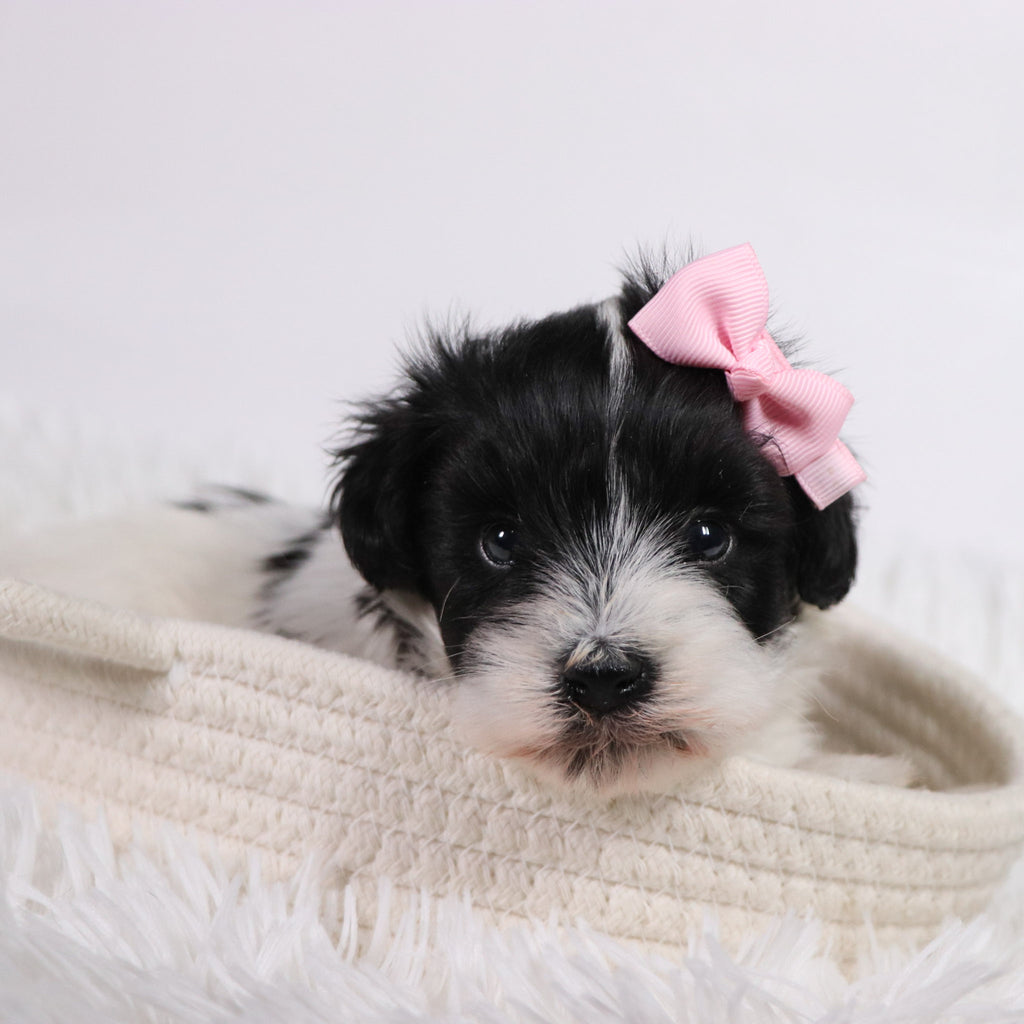 Gracie - Available Now