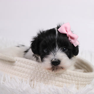 Gracie - Available Now