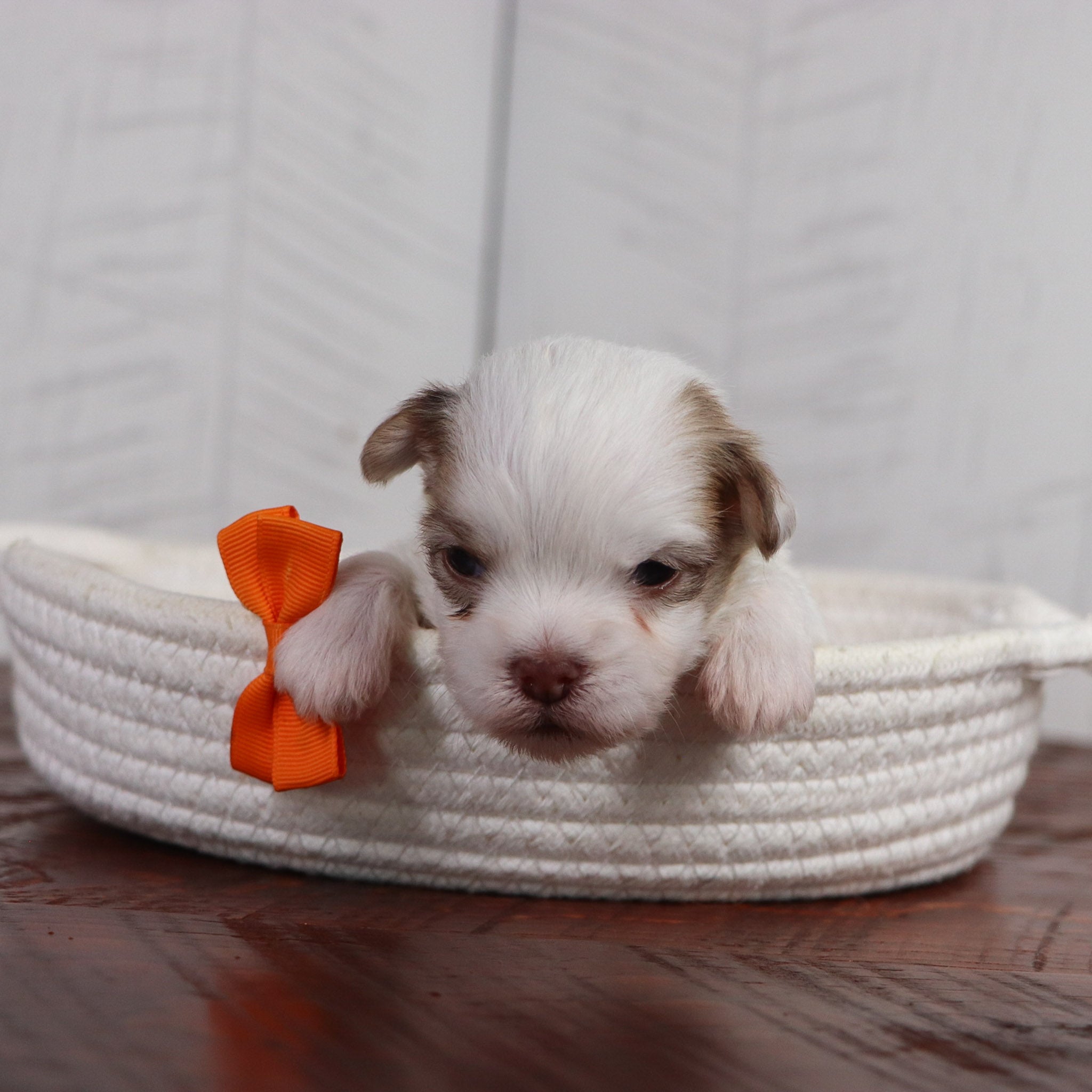 why choose happytail puppies