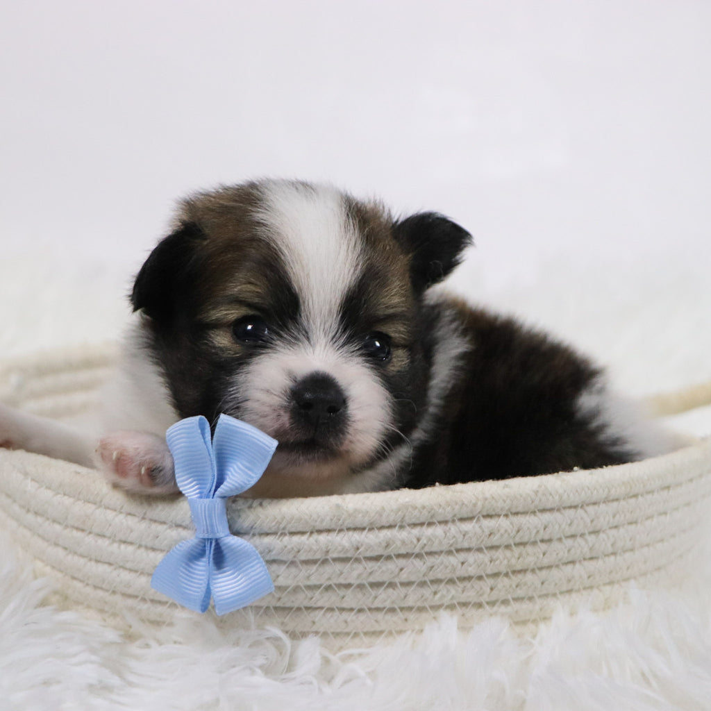 Graham - Available Now