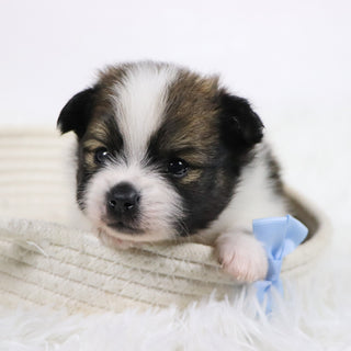 Graham - Available Now