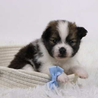 Graham - Available 11/19