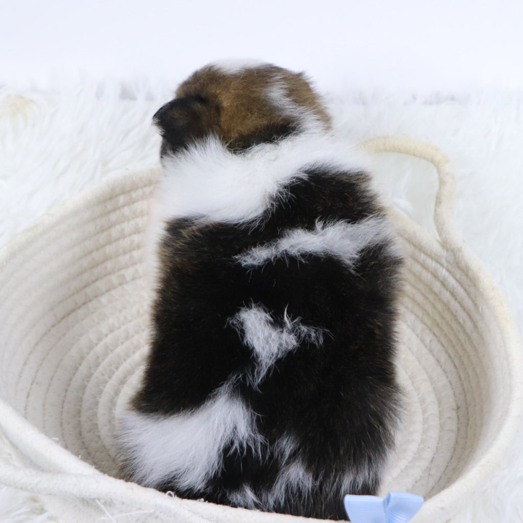 Graham - Available Now