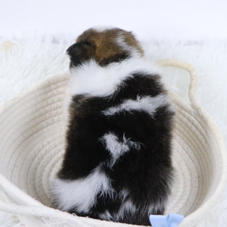 Graham - Available Now