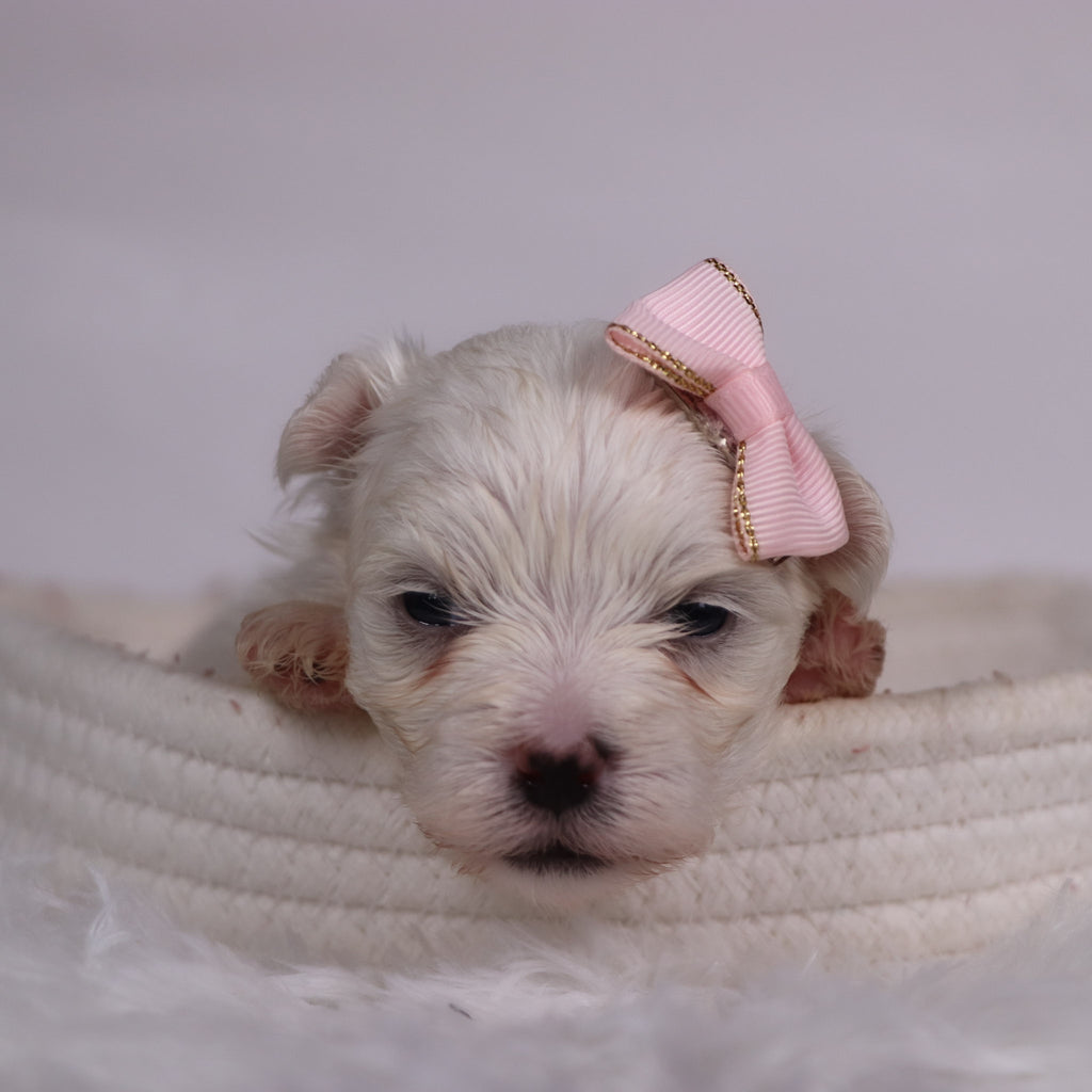 Grape - Available Now