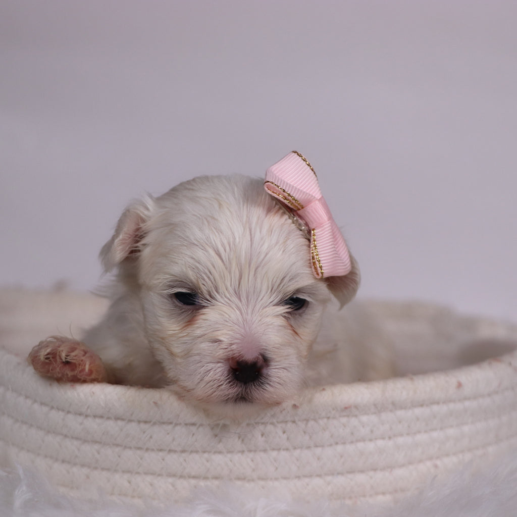 Grape - Available Now