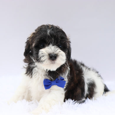 Griff- Available now