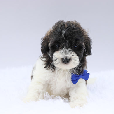 Griff- Available now