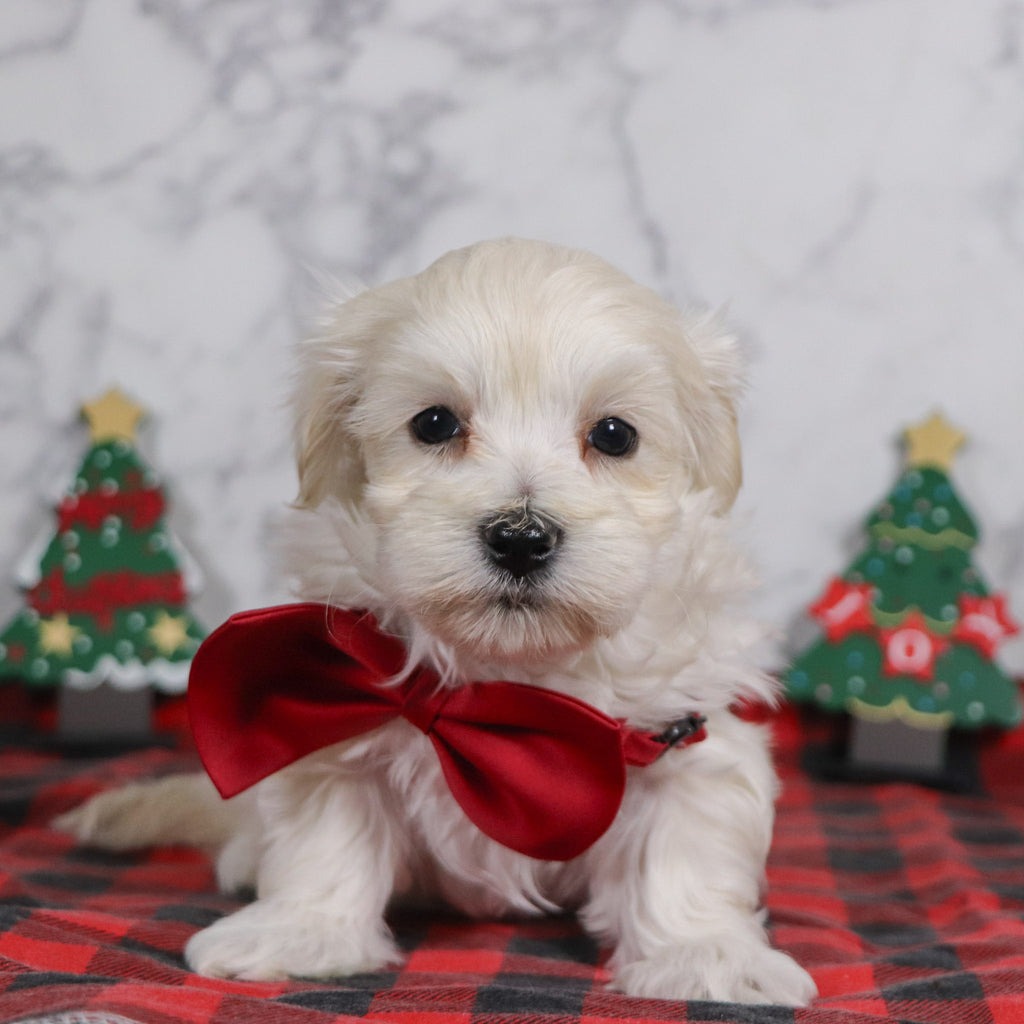 Hal - Available 12/31