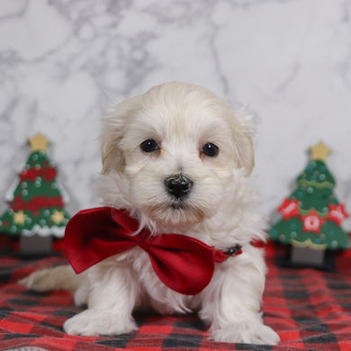 Hal - Available 12/31