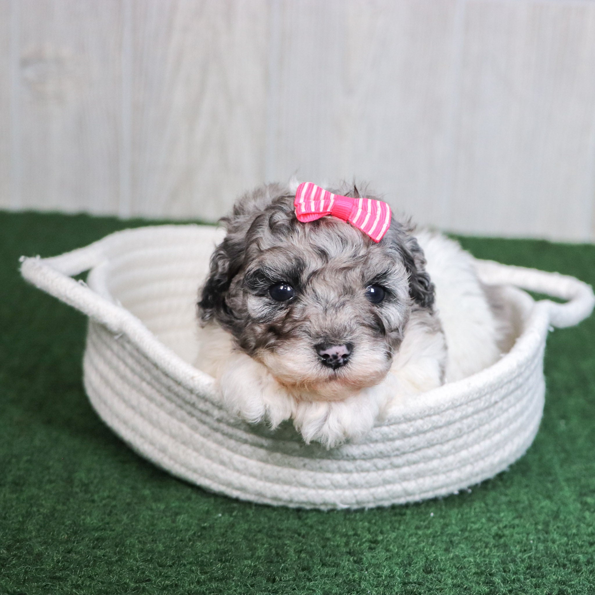puppies for sale in apex, nc