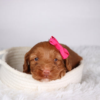 Hannah - Available Now