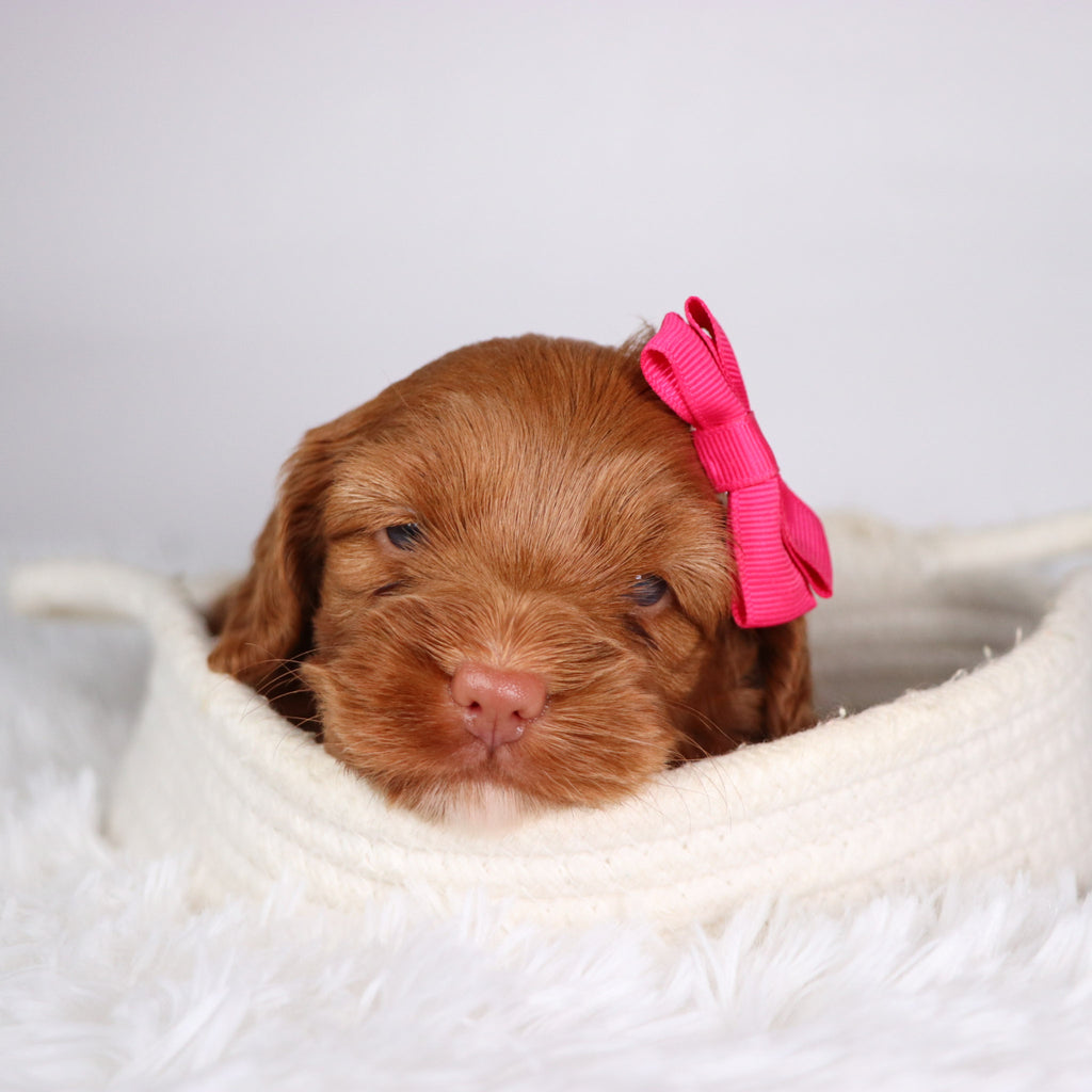 Hannah - Available Now