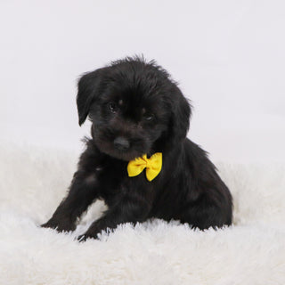 Hans - Available Now