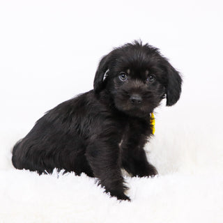 Hans - Available Now