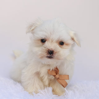 Harlie - Available Now