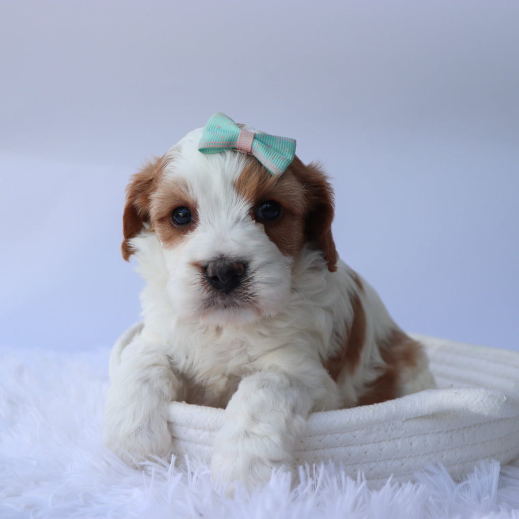 Hattie - Available Now