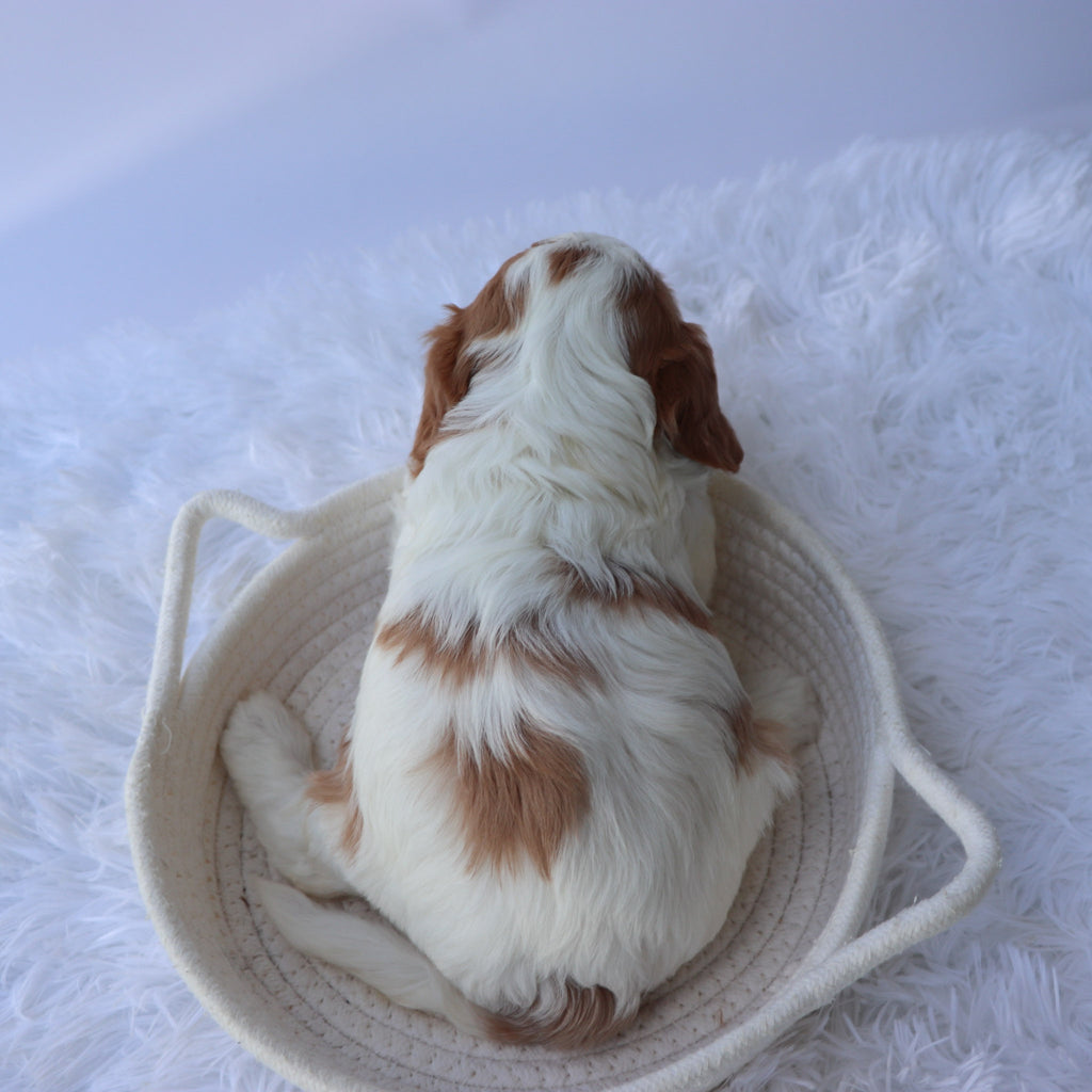 Hattie - Available Now