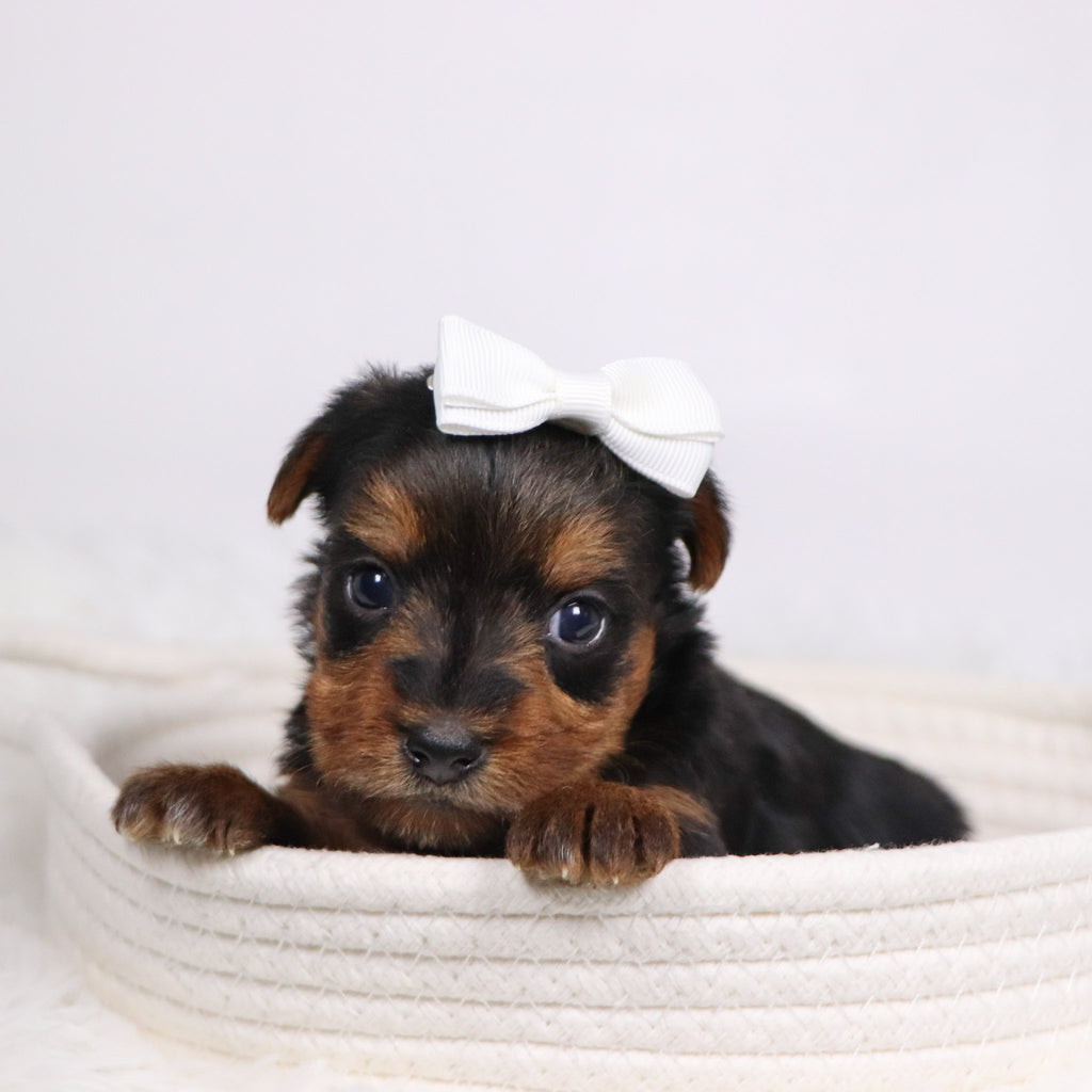 Helen - Available 12/17