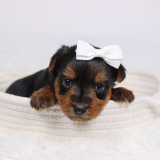 Helen - Available 12/17