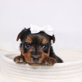 Helen - Available 12/17