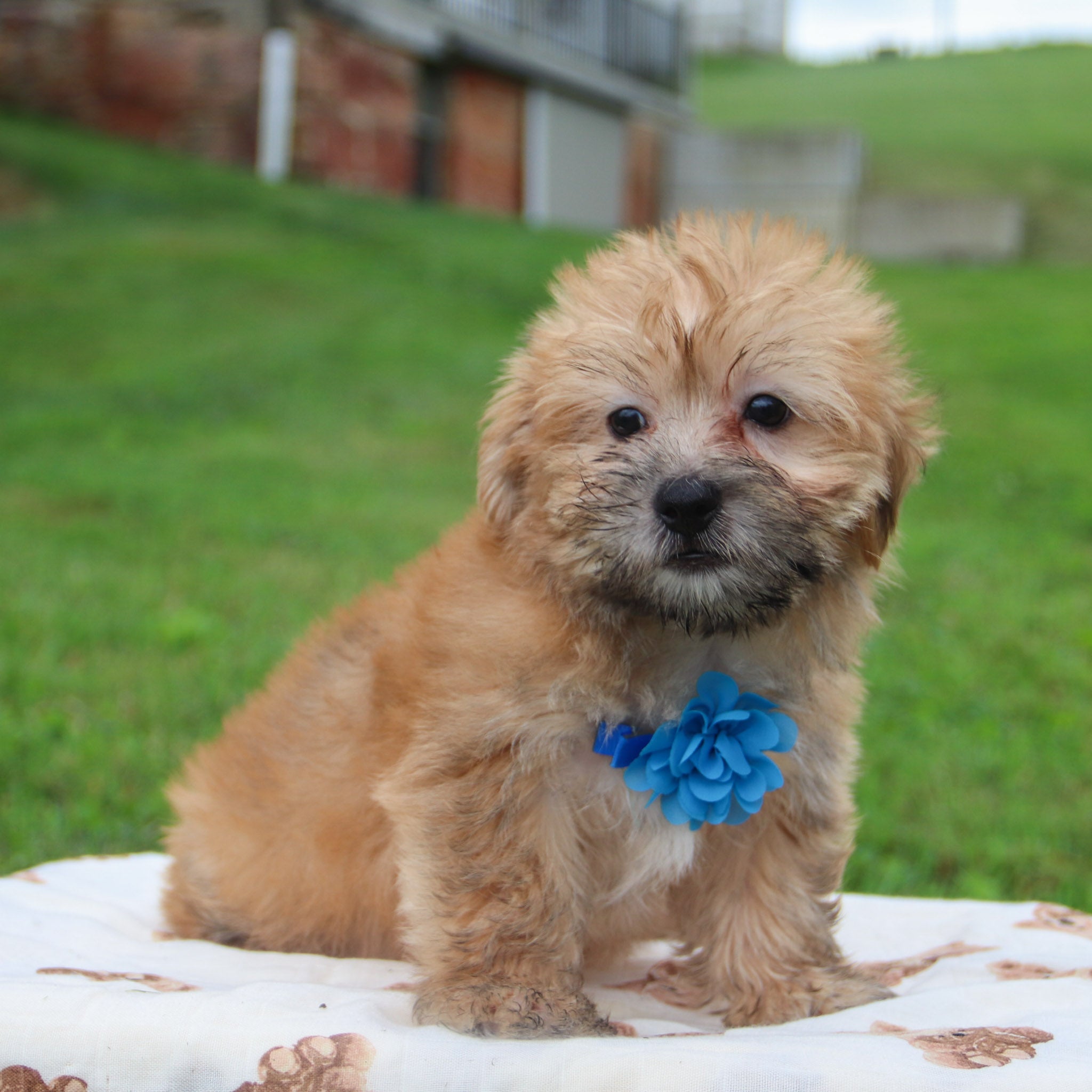 Puppies for sale in Mount Pleasant