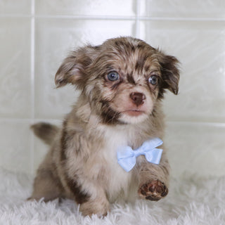 Herbert - Available 1/15