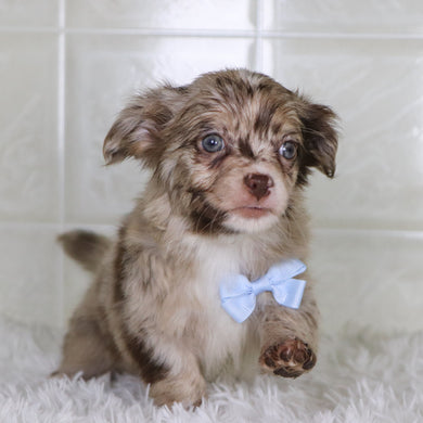 Herbert - Available 1/15