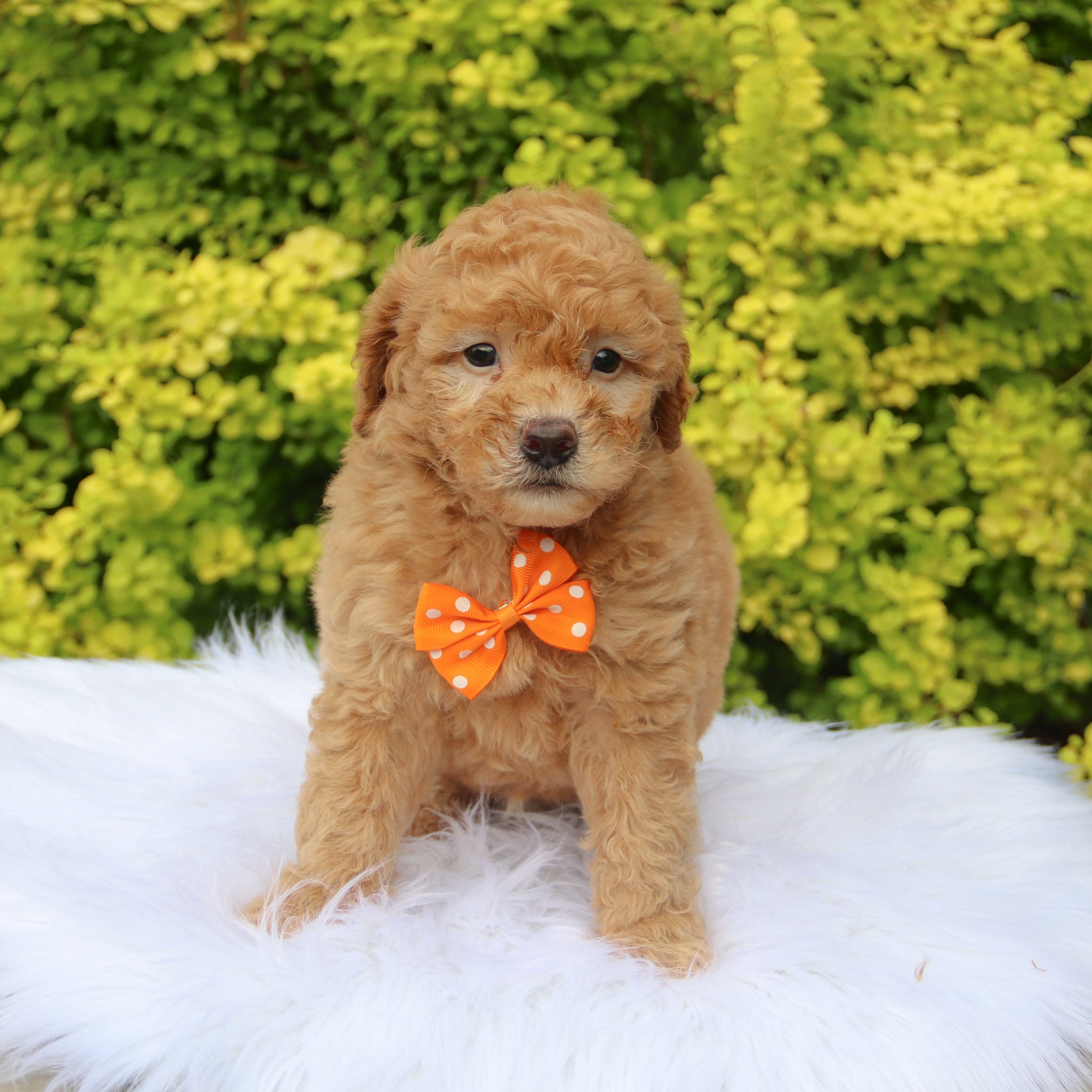 Puppies for sale in Columbia
